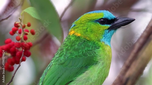 Golden-naped barbet displaying its vibrant plumage while perched on a branch