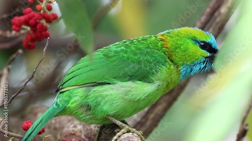 Golden-naped barbet displaying its vibrant plumage while perched on a branch