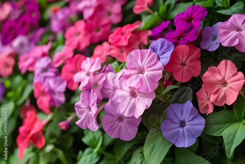 Colorful petunia flowers blooming in garden, creating vibrant floral display