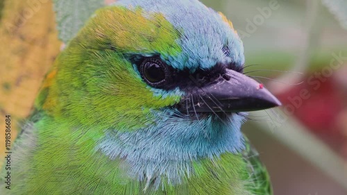 Golden-naped barbet displaying its vibrant plumage while perched on a branch