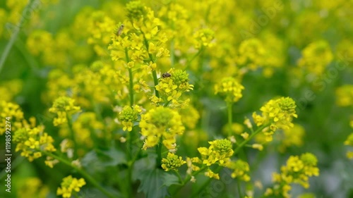 菜の花