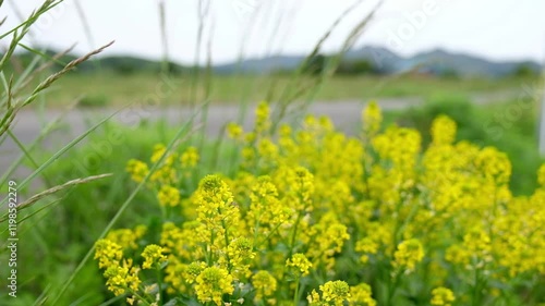 菜の花