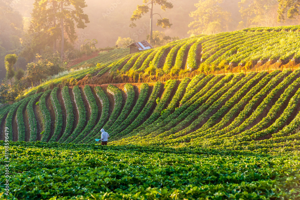 Fototapeta premium Strawberry Plantation agriculture terrace on the mountain at sunrise in Chiang mai Thailand.