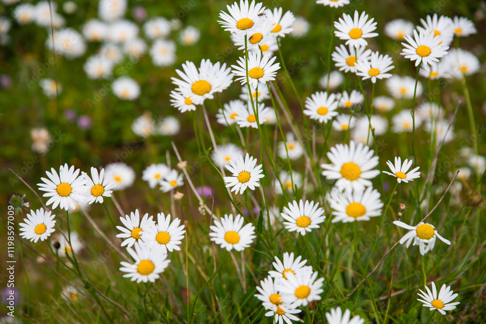 Fototapeta premium Alpine meadow in the mountains, The Dolomites, Italy