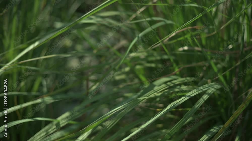Close-Up of Sunlit Grass Blades detailed view of green grass blades swaying gently in sunlight nature, outdoors, environmental themes green grass blades swaying background Close-Up of Sunlit Grass Blades detailed view of green grass blades swaying gently in sunlight nature, outdoors, environmental themes green grass blades swaying background