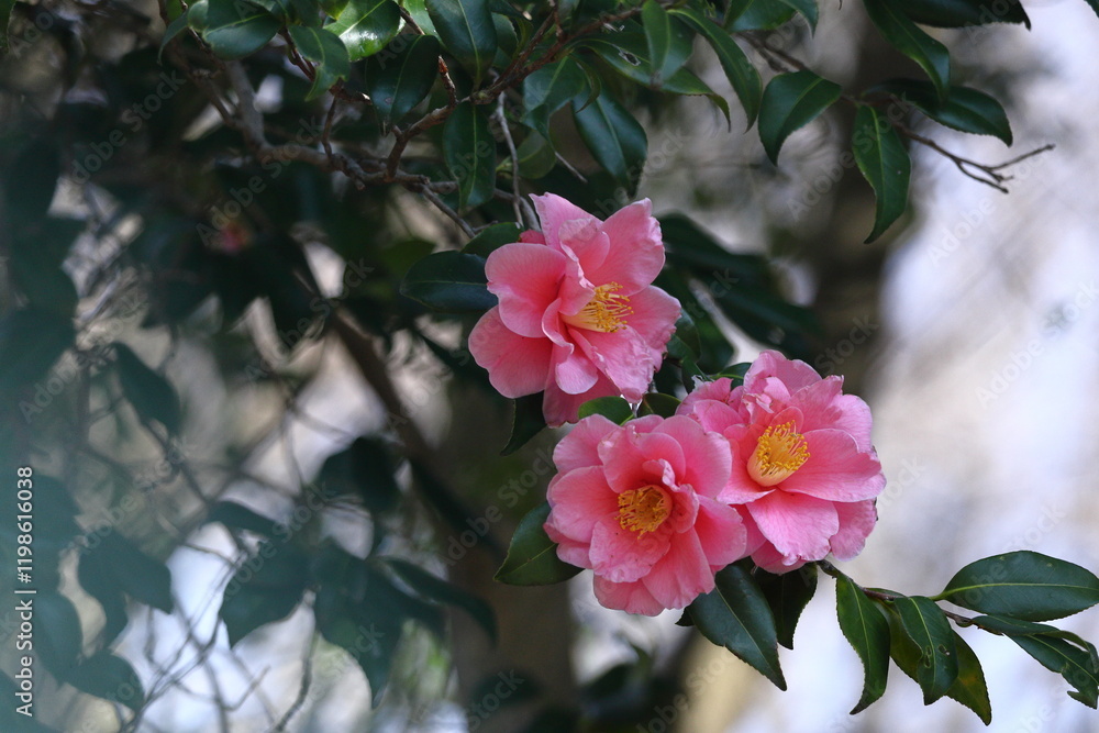 Obraz premium 厳冬に凛と咲く