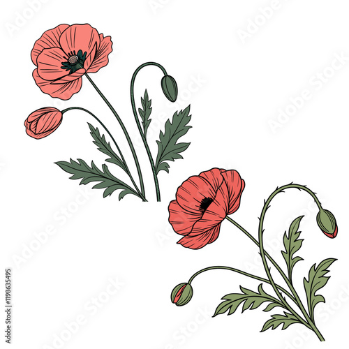 blooming scarlet poppy isolated white background