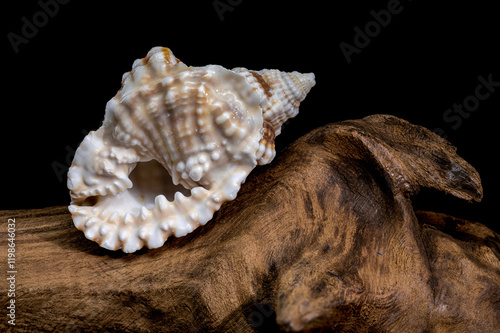 Distorsio Anus Shell on on driftwood macro black background photo