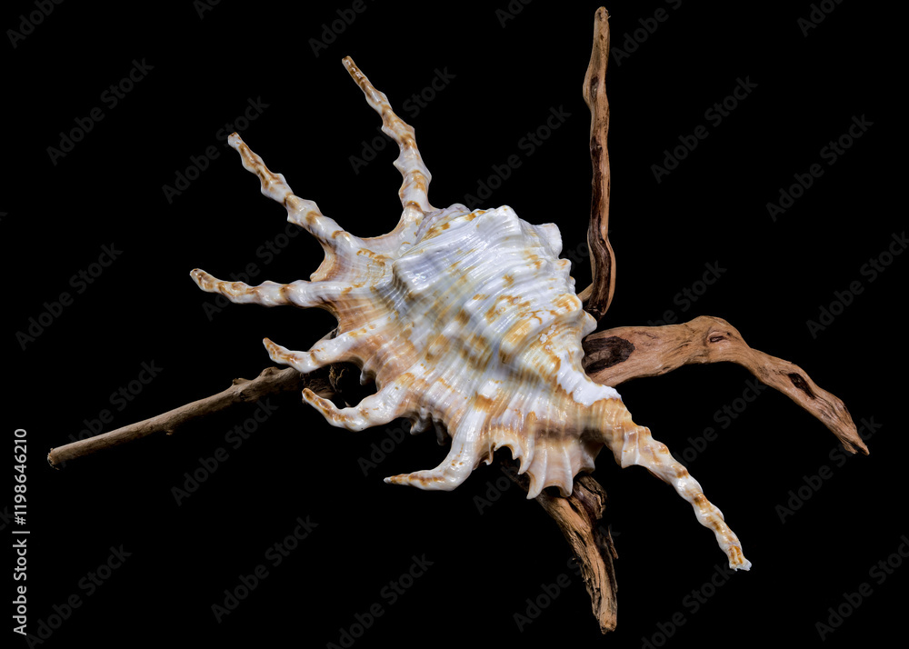 Scorpion Conch Shell on Wood black background Scorpion Conch Shell on Wood black background