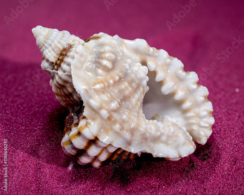 Distorsio Anus Shell on a red sand photo