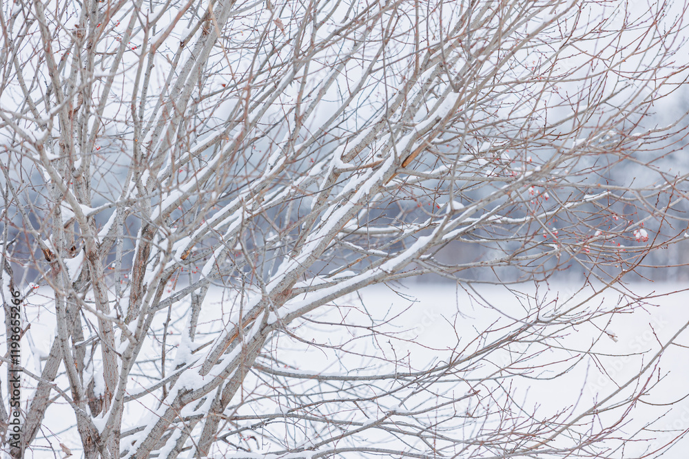 雪の積もった枝 雪の積もった枝