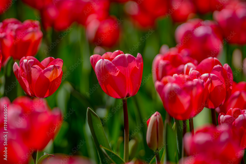 Red Tulip flower in tulip field at spring day. Colorful vivid pink tulips in the park. Spring landscape. Red tulip garden in spring. The Tulip. Beautiful bouquet of tulips in spring nature. Close up Red Tulip flower in tulip field at spring day. Colorful vivid pink tulips in the park. Spring landscape. Red tulip garden in spring. The Tulip. Beautiful bouquet of tulips in spring nature. Close up