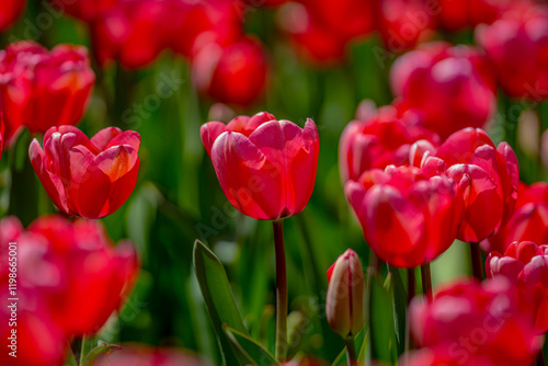 Red Tulip flower in tulip field at spring day. Colorful vivid pink tulips in the park. Spring landscape. Red tulip garden in spring. The Tulip. Beautiful bouquet of tulips in spring nature. Close up