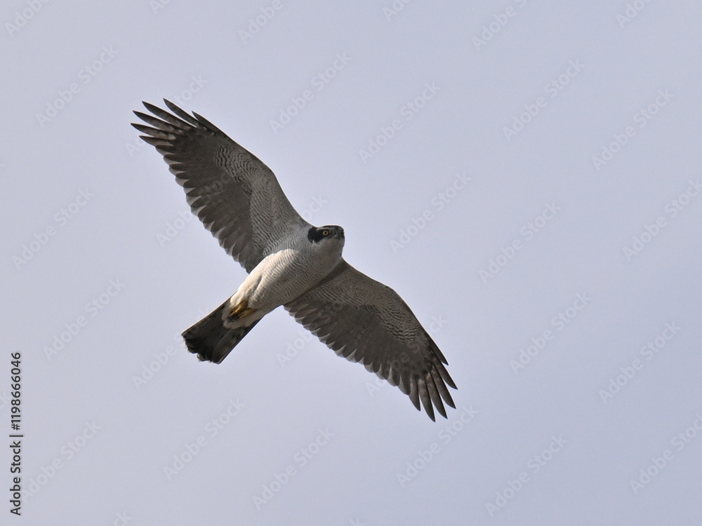 Fototapeta premium オオタカ Goshawk