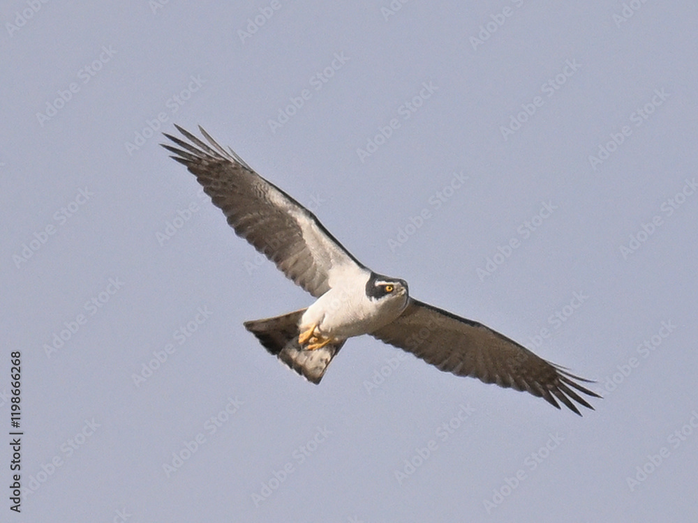 Fototapeta premium オオタカ Goshawk