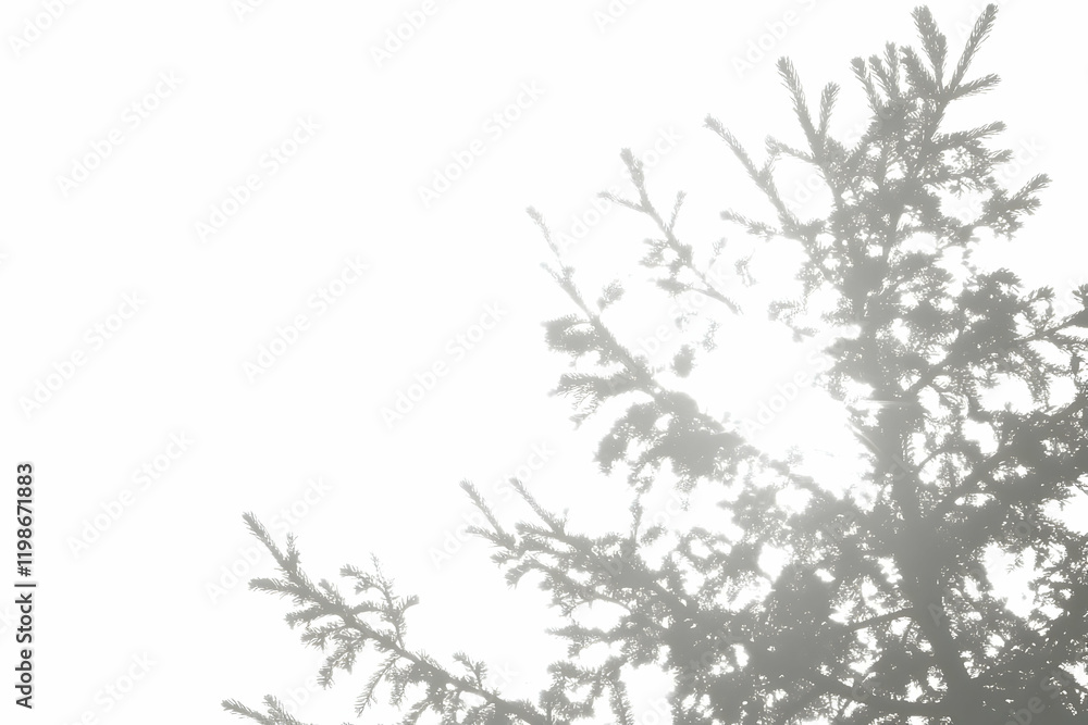 Silhouetted Pine Branches Reach Towards Bright Sunlight with Minimalist Composition Silhouetted Pine Branches Reach Towards Bright Sunlight with Minimalist Composition