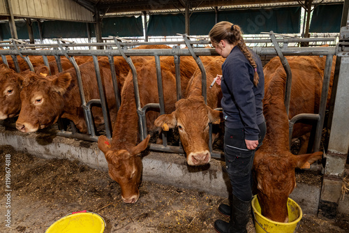 Campagne de vaccination contre la FCO (fièvre catarrhale bovine). Elève stagiaire de lycée agricole en train de vacciner une vache limousine avec le vaccin de la marque Bluevac.. Décembre 2024 photo