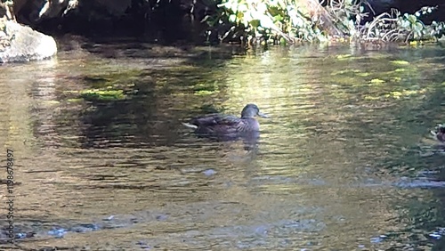 The murmur of a river
