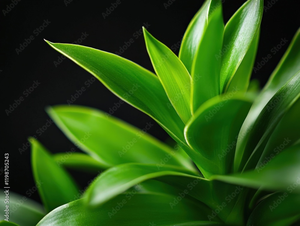 Obraz premium vibrant green leaves on a dark background