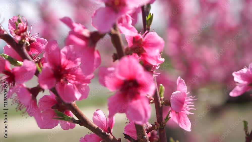 Peach Blossoms, Spring, Flowers Close-up photo of pink peach blossoms in bloom during springtime. Peach Blossoms, Spring, Flowers Close-up photo of pink peach blossoms in bloom during springtime.