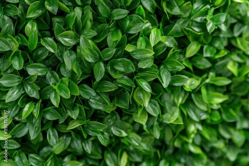 Wallpaper Mural lush green artificial boxwood hedge background texture Torontodigital.ca