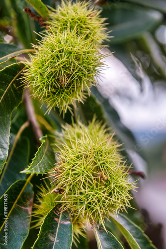 The chestnut is the fruit of the chestnut (Castanea sativa), a tree of the Fagaceae family, native to temperate climates in the northern hemisphere. The fruit is a very thorny, subglobose capsule. photo