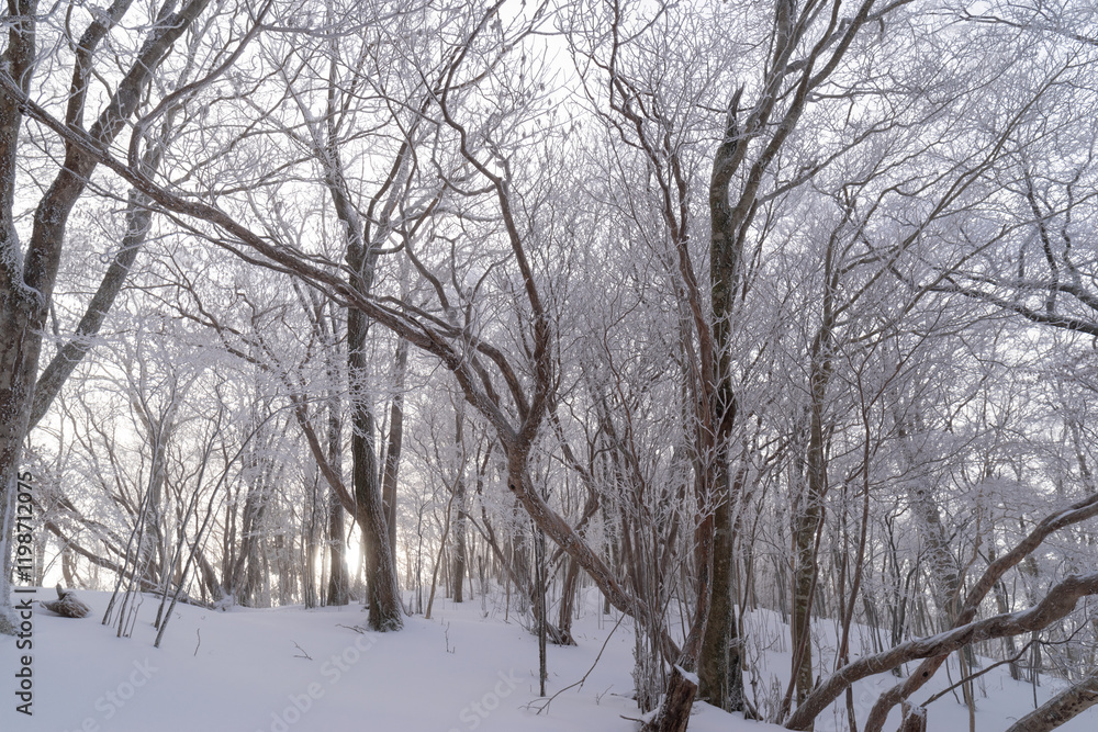 美しい霧氷の森