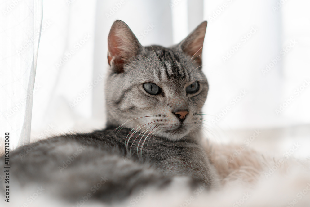窓辺でくつろぐ可愛い猫 サバトラ猫 窓辺でくつろぐ可愛い猫 サバトラ猫