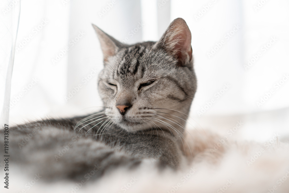 窓辺でくつろぐ可愛い猫 サバトラ猫 窓辺でくつろぐ可愛い猫 サバトラ猫