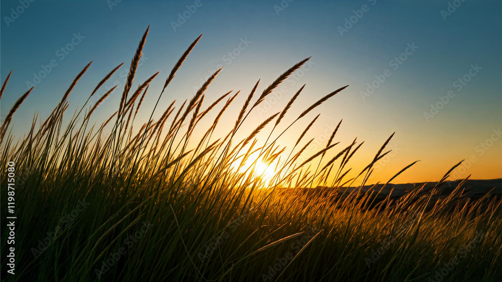 Silhouetted grasses sway against a vibrant sunset sky. Golden light illuminates the scene, evoking a sense of peace and tranquility. Perfect for nature-inspired designs.