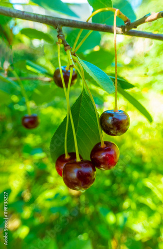 Closeup of Nature view of green leaves and cherry on blurred greenery background in forest. Leave space for letters, Focus on leaf and shallow depth of field. High quality photo