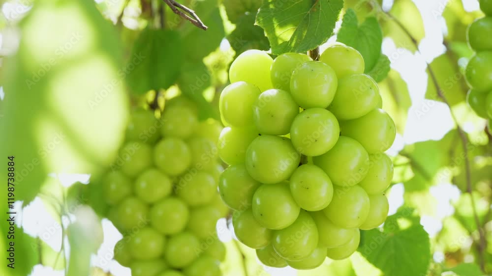 Sweet green grape on a branch over green natural garden Blur background, Bunch of Shine Muscat Grape with leaves in blur background. Sweet green grape on a branch over green natural garden Blur background, Bunch of Shine Muscat Grape with leaves in blur background.