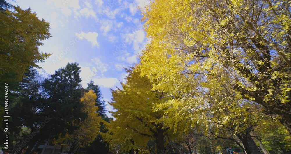 A yellow gingko tree at Hibiya park in Tokyo wide shot low angle A yellow gingko tree at Hibiya park in Tokyo wide shot low angle