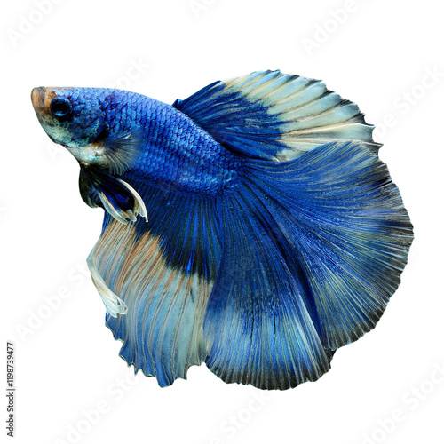 Obraz na płótnie Blue fighting fish isolated on transparent background