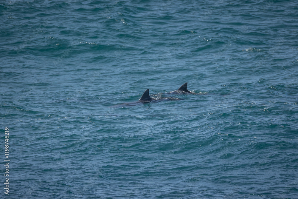Naklejka premium Dolphin fins belonging most likely to Indo-Pacific bottlenose dolphins, cut the surface in an almost shark like display in the Pacific Ocean at Hastings Point in Northern New South Wales, Australia.