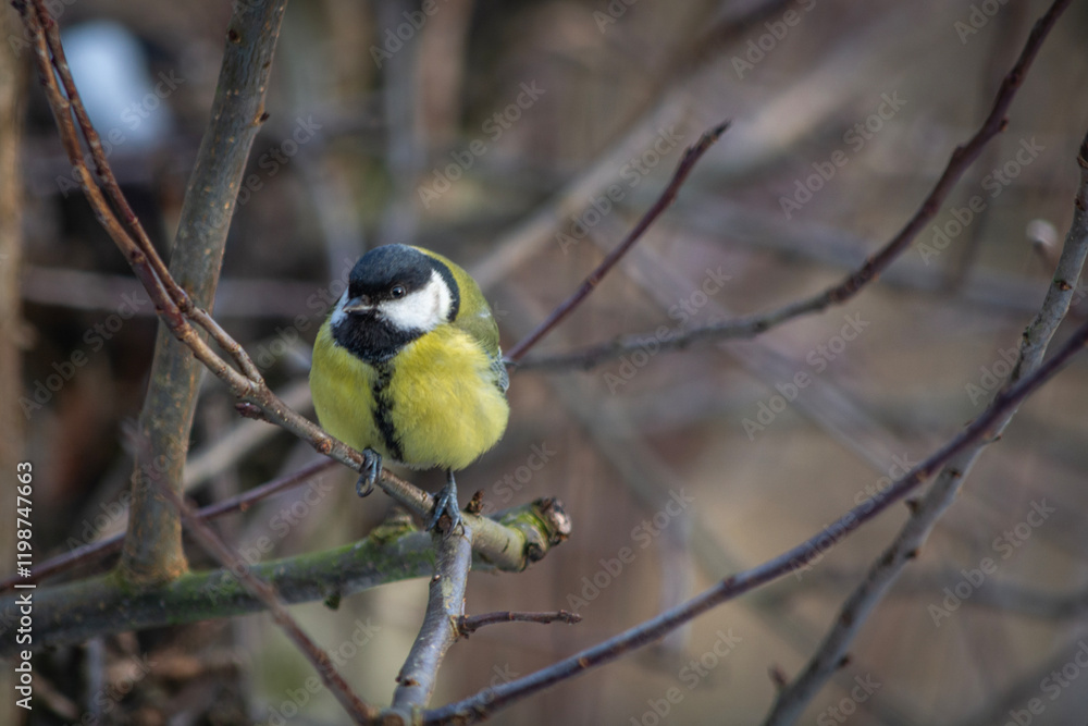 Little Titmouse sitting on a branch.