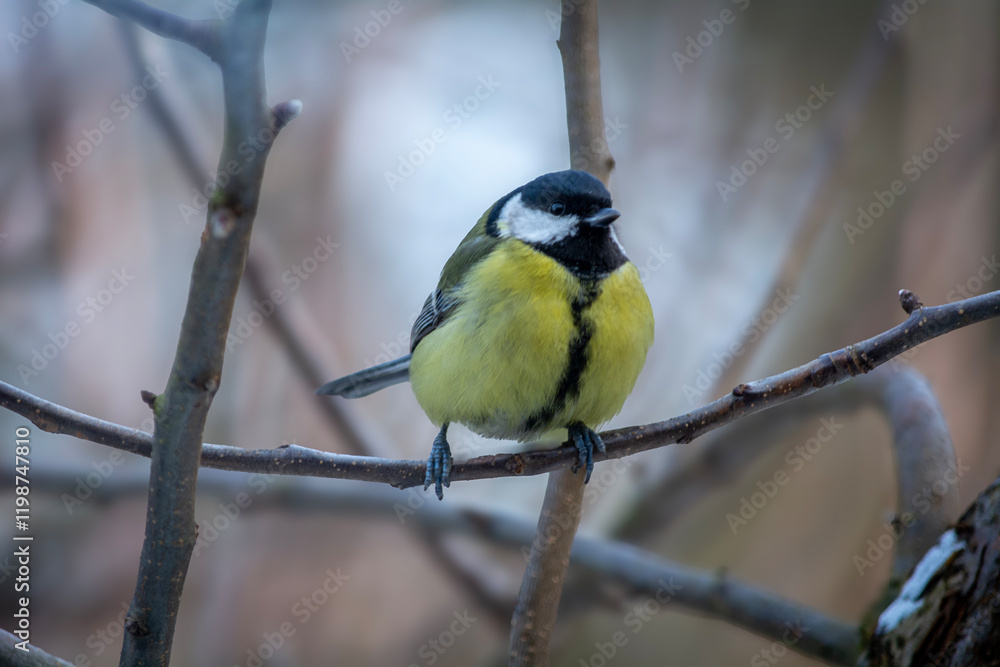 Little Titmouse sitting on a branch.