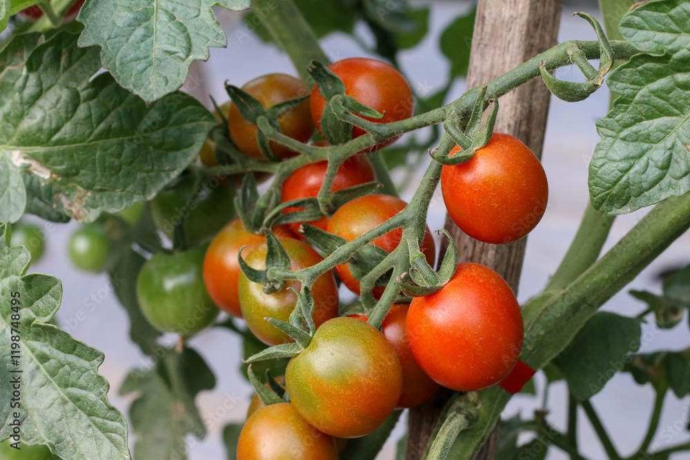 A flourishing tomato patch brimming with vibrant colors. A flourishing tomato patch brimming with vibrant colors.