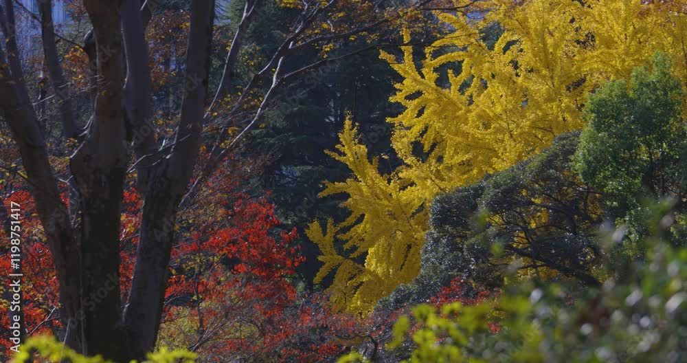 A yellow gingko tree and red maple tree at Hibiya park in Tokyo A yellow gingko tree and red maple tree at Hibiya park in Tokyo