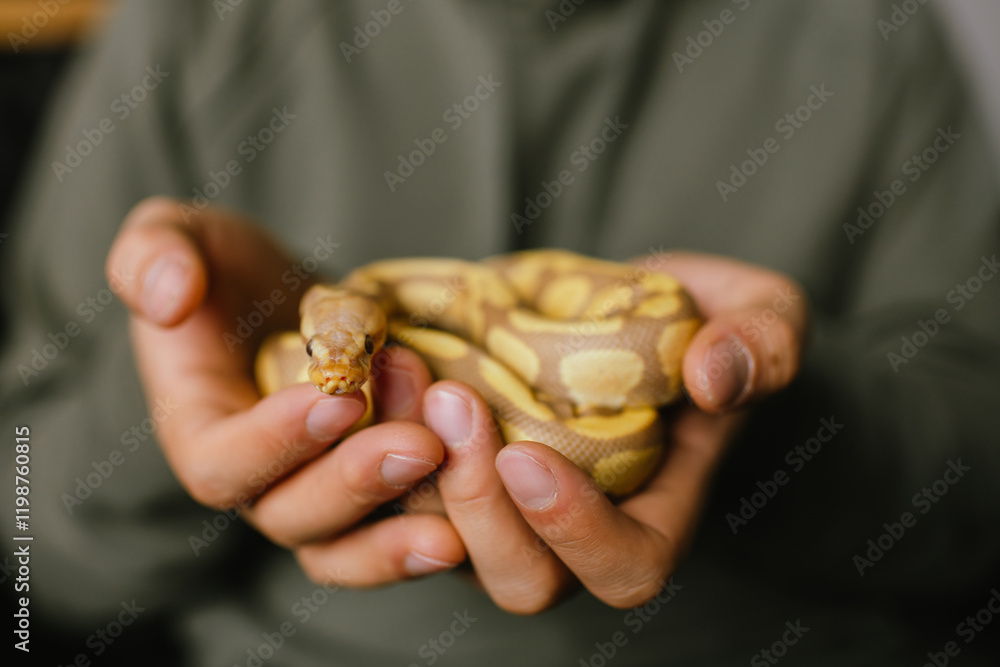 Fototapeta premium Close-up of an albino ball python coiled in the hands of its owner