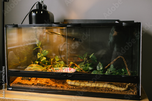 Fotografie Snake resting in a well-maintained reptile terrarium at home