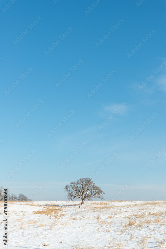 A Single Tree Standing in a Snowy Field A Single Tree Standing in a Snowy Field