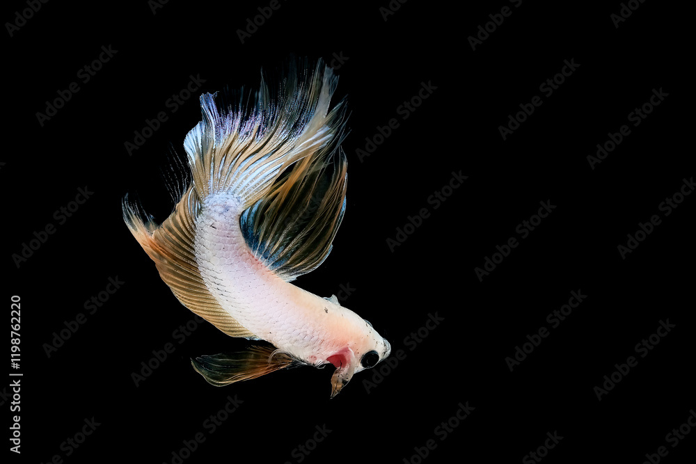 Obraz premium Portrait of betta fish on black background