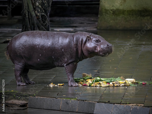 Photography View of Pygmy Hippopotamus at the Zoo