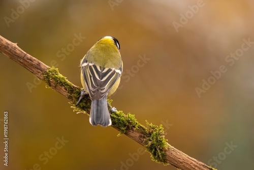 A Great Tit Perched on Mossy Branch, Autumnal Backdrop photo