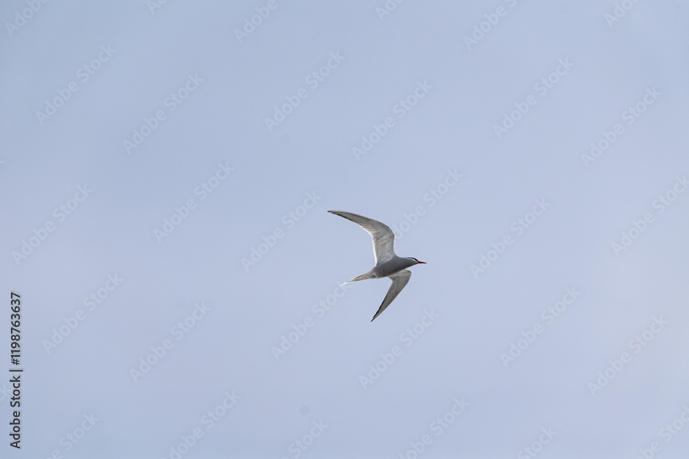 Antarctic tern (Sterna vittata) flying above in the sky. Antarctic tern (Sterna vittata) flying above in the sky.