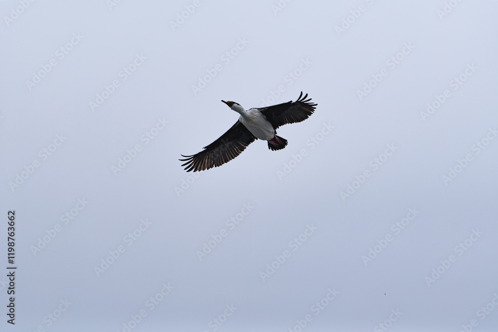 Fototapeta premium Antarctic shags (Leucocarbo bransfieldensis) in Anatrctica.