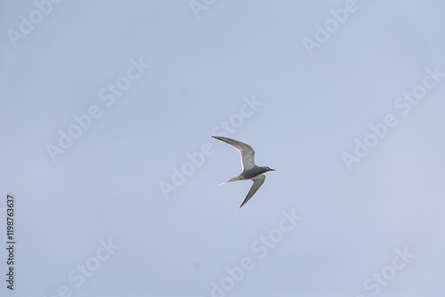 Antarctic tern (Sterna vittata) flying above in the sky. photo