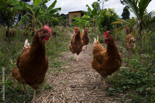 Chickens roaming the land in Guatemala photo