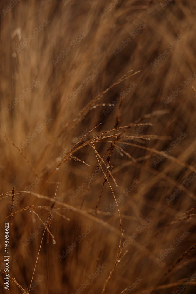 Fototapeta premium Soft grass in winter landscape
